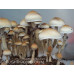 Cambodia Cubensis Spore Syringe