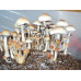 Cambodia Cubensis Spore Syringe