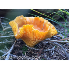 Chanterelles-C.roseocanus Spore PRINT