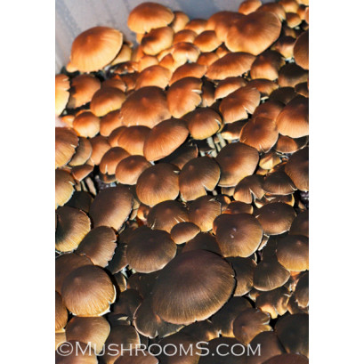 Corumba Brazil Cubensis Spore PRINT