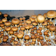 50% OFF MUSHROOM SPORES THROUGH SEPTEMBER 19TH DETAILS HERE