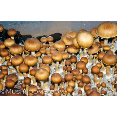 50% OFF MUSHROOM SPORES THROUGH SEPTEMBER 19TH DETAILS HERE