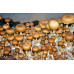 Corumba Brazil Cubensis Spore PRINT