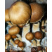 Corumba Brazil Cubensis Spore PRINT