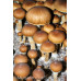 Corumba Brazil Cubensis Spore PRINT