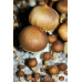 Corumba Brazil Cubensis Spore PRINT