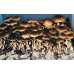 Corumba Brazil Cubensis Spore Syringe