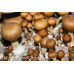 Corumba Brazil Cubensis Spore Syringe