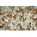 Costa Rica Cubensis Spore Syringe