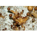 Costa Rica Cubensis Spore Syringe