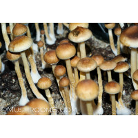 Costa Rica Cubensis Spore Syringe