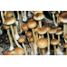 Costa Rica Cubensis Spore Syringe