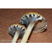 Costa Rica Cubensis Spore Syringe