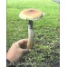 Ecuador Cubensis Spore Syringe