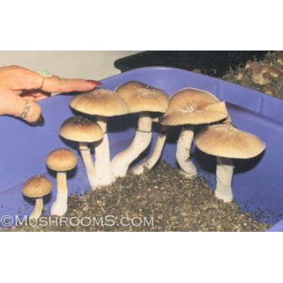 Ecuador Cubensis Spore Syringe