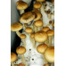 Escondido Mexico Cubensis Spore Syringe