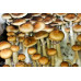 Escondido Mexico Cubensis Spore Syringe