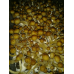 Escondido Mexico Cubensis Spore Syringe