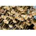 Psilocybe Mexicana var Galindoi Spore Syringe