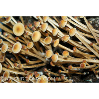 Psilocybe Mexicana var Galindoi Spore Syringe