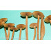 Psilocybe Mexicana var Galindoi Spore Syringe