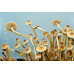 Psilocybe Mexicana var Galindoi Spore Syringe