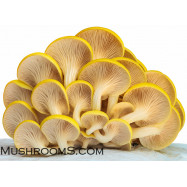 Golden Oyster Mushroom Liquid Culture Syringe