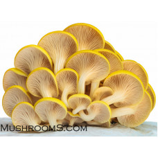 Golden Oyster Mushroom Liquid Culture Syringe