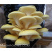 Golden Oyster Mushroom Liquid Culture Syringe