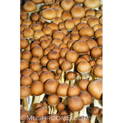 Golden Teachers Cubensis Spore PRINT