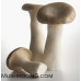 King Oyster Mushroom Culture Syringe