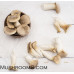 King Oyster Mushroom Culture Syringe
