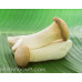 King Oyster Mushroom Culture Syringe