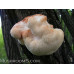 Lion's Mane Mushroom Culture Syringe