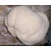 Lion's Mane Mushroom Culture Syringe