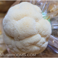 Lion's Mane Mushroom Culture Syringe