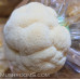 Lion's Mane Mushroom Culture Syringe