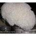 Lion's Mane Mushroom Culture Syringe