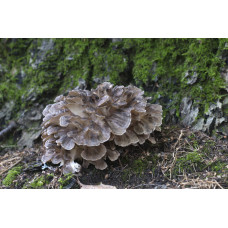 Maitake Mushrooms Spore PRINT