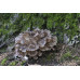 Maitake Mushrooms Spore PRINT