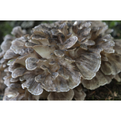 Maitake Mushrooms Culture Syringe