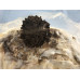 Maitake Mushrooms Culture Syringe
