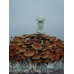 Malabar India Cubensis Spore PRINT