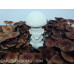 Malabar India Cubensis Spore PRINT