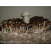 Malabar India Cubensis Spore PRINT