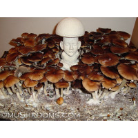 Malabar India Cubensis Spore PRINT