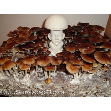 Malabar India Cubensis Spore PRINT