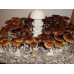 Malabar India Cubensis Spore PRINT