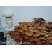 Malabar India Cubensis Spore PRINT