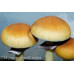 Mazatapec Cubensis Spore Syringe